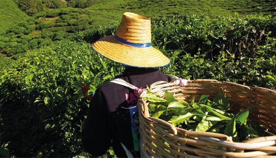 Organic and bio food market faces large growth potential in India