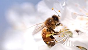 Mace supports three beehives on top of White City development