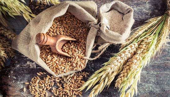 Food grain demand in India will reach 355 million tonnes in 2030