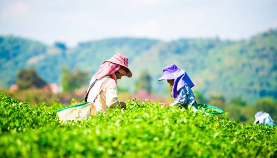 Deloitte reveals trouble in the finances of tea producer McLeod Russel