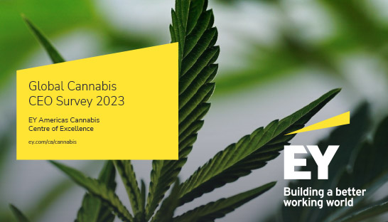 Over half of cannabis companies didn't meet board expectation in 2022