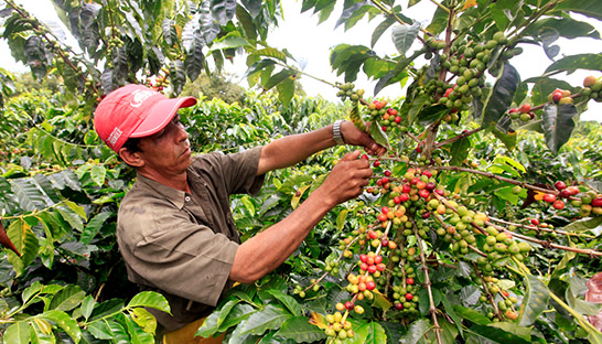 USAID selects Palladium for agriculture project in Colombia